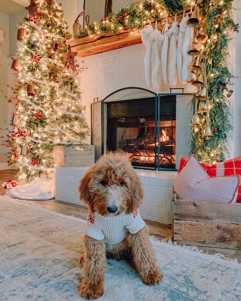 Dangers that Could Ruin your Dog’s Christmas