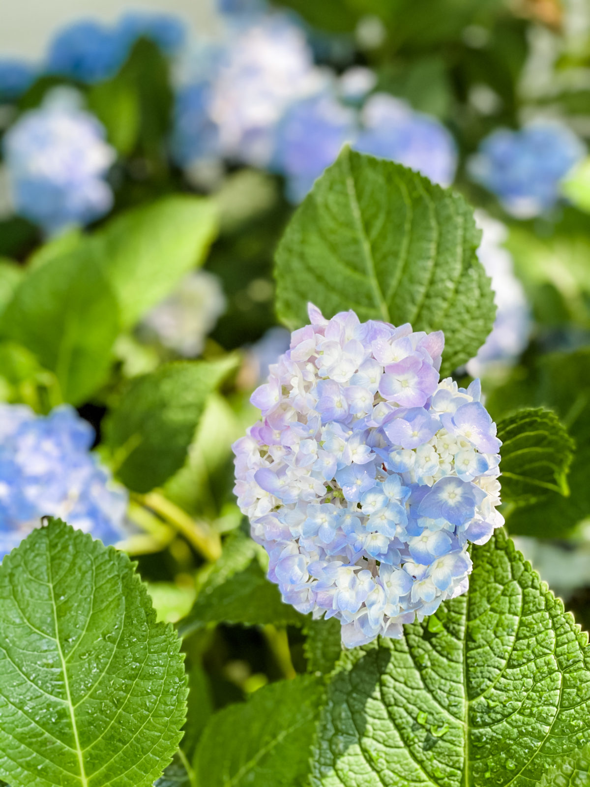 Hydrangea Tips for Beautiful Blooms Cotton Stem