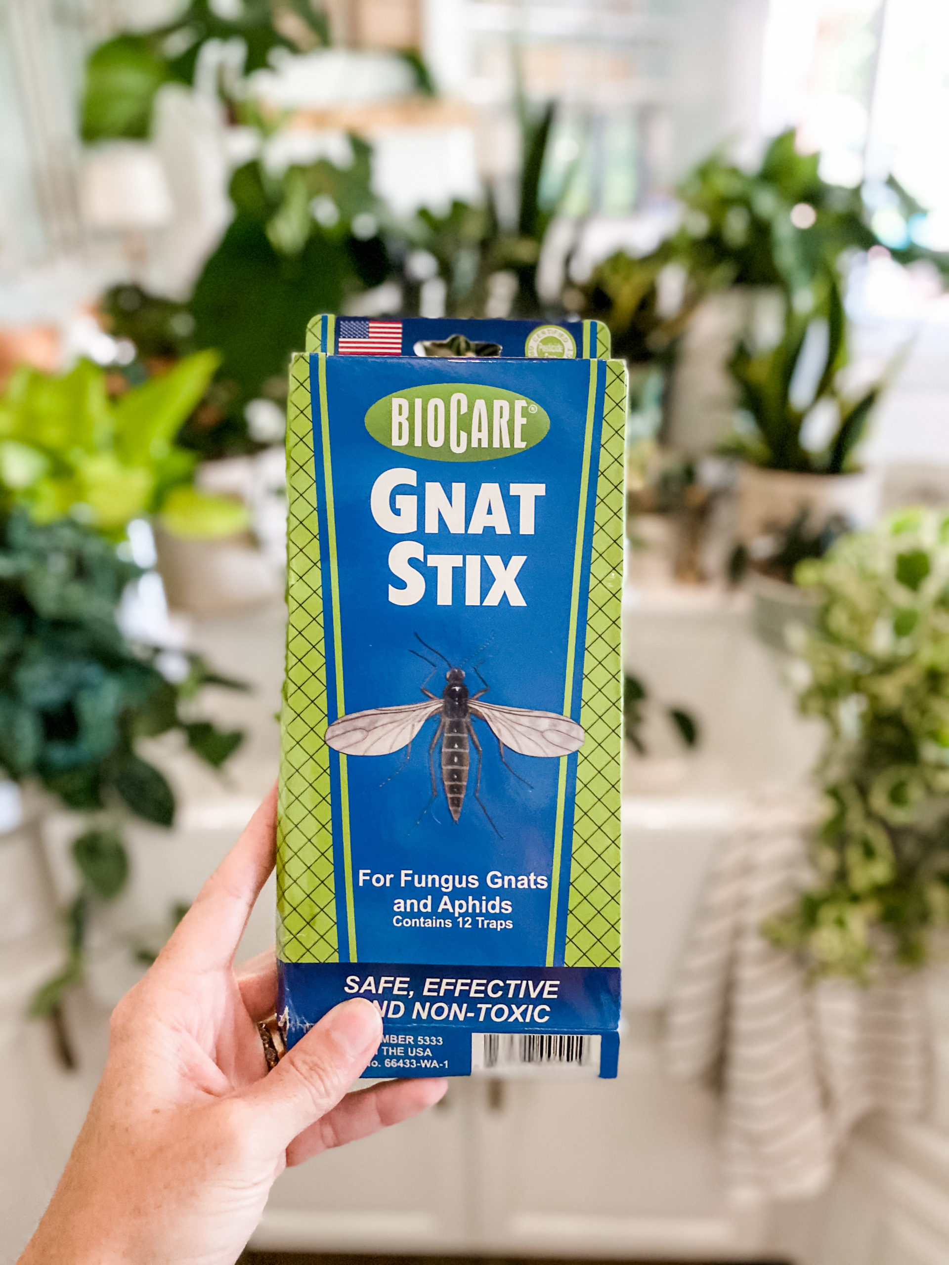 How to Get Rid of Gnats on Houseplants - Cotton Stem